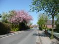 Blick in die Straße in Richtung Mackeriege - Aufnahme vom 19. April 2009.