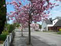 Blick in Richtung Burggraben und Am Alten Siel - Aufnahme vom 2. Mai 2010.