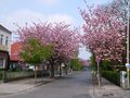Gartenstraße mit blühenden Bäumen - Aufnahme vom 1. Mai 2005.