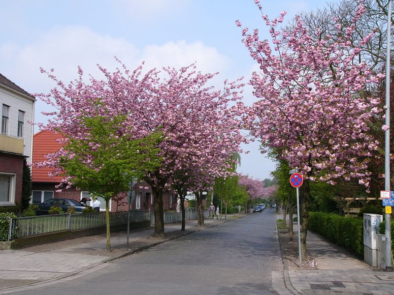 Datei:Gartenstraße - 01052005.jpg