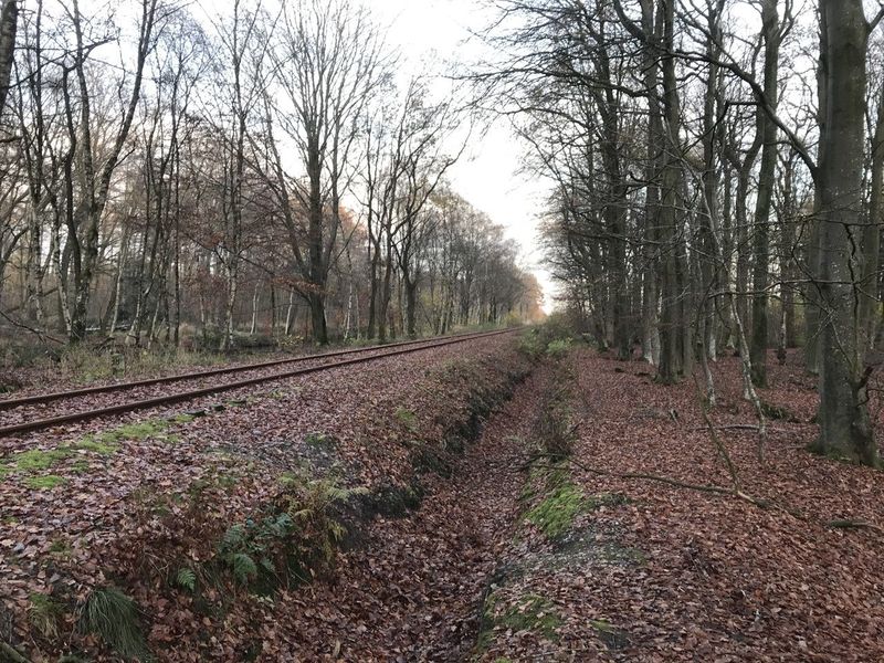 Datei:Bahnstrecke im Berumer Juliusgehölz 1.jpg