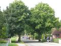 Blick in die Straße - Aufnahme vom 6. August 2011.