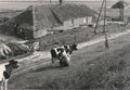 Ein alter Bummert an der noch unbefestigten Deichstraße (um 1940).