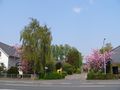 Blick in die Straße mit blühenden Bäumen - Aufnahme vom 7. Mai 2006.